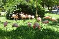 Flamingos-rubros