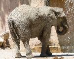Manadas de elefantes destroem culturas no Sul