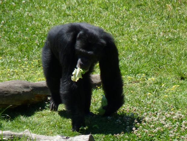 Chimpanzé