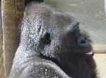 A mais velha gorila do mundo fez 56 anos