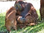 Orangotango <i> (Pongo pygmaeus) </i>