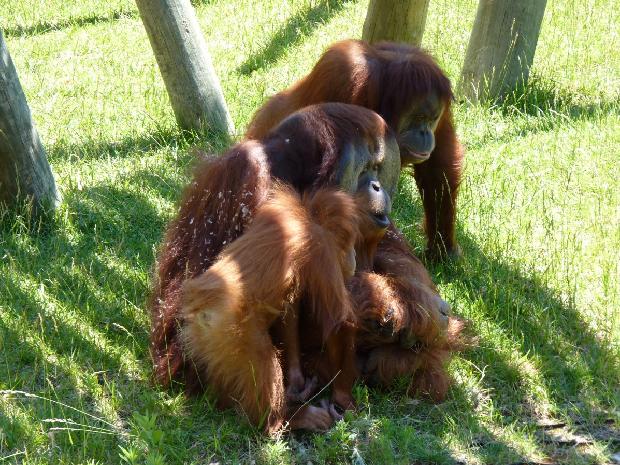 Orangotangos