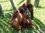 Orangotangos