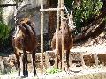 Palancas-negras