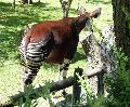 Okapi