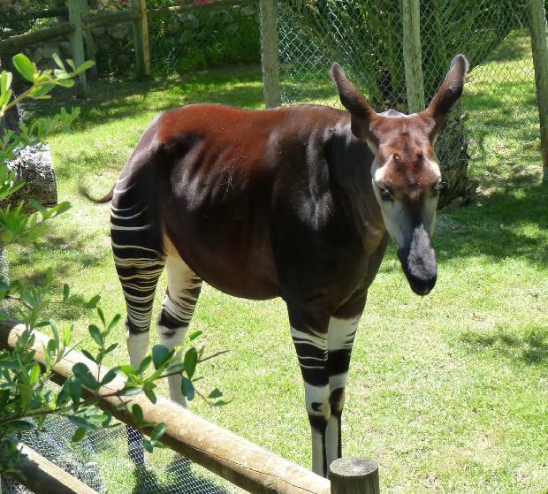 Okapi