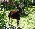 Okapi