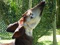 Okapi