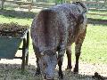 Vaca