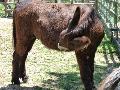 Burro-mirandês