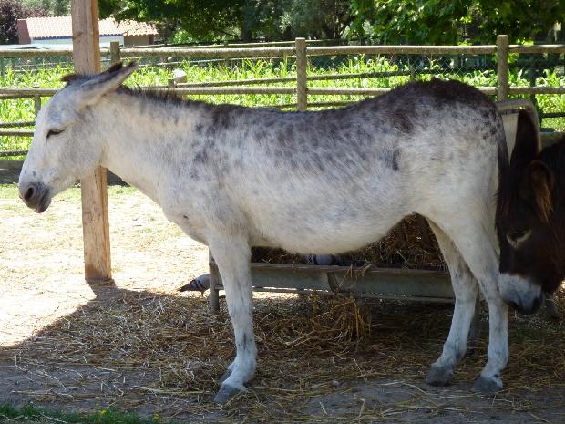 Burro-de-tronco-africano