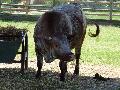 Vaca