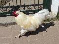 Galinha