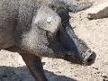 Porco preto