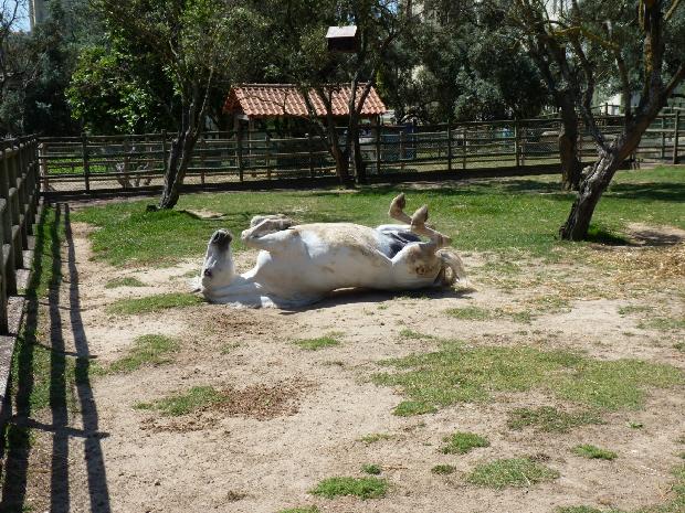 Cavalo