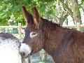 Burro Mirandês