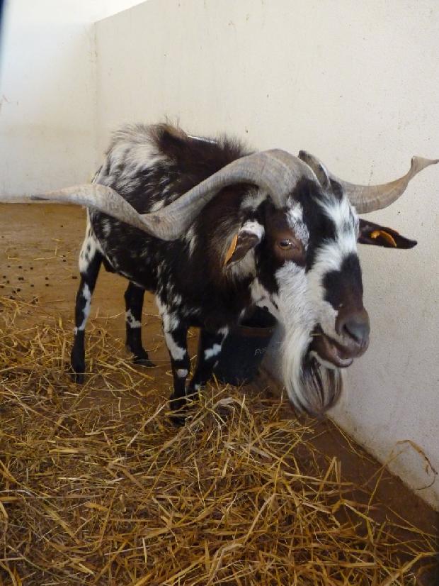 Bode de raça Algarvia