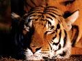 Tigre
