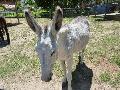 Burro-de-tronco-africano
