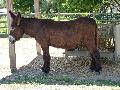 Burro-Mirandês