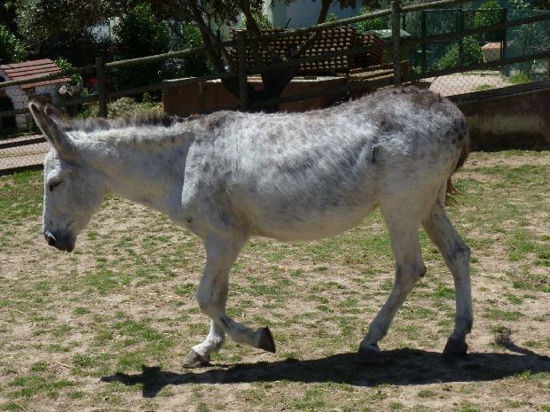 Burro-de-tronco-africano