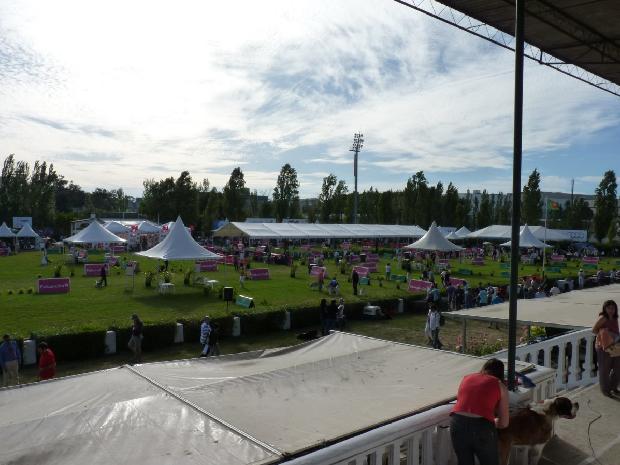 Exposições Caninas de Lisboa em 2010