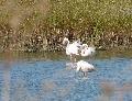 Flamingos