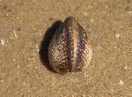 Moluscos