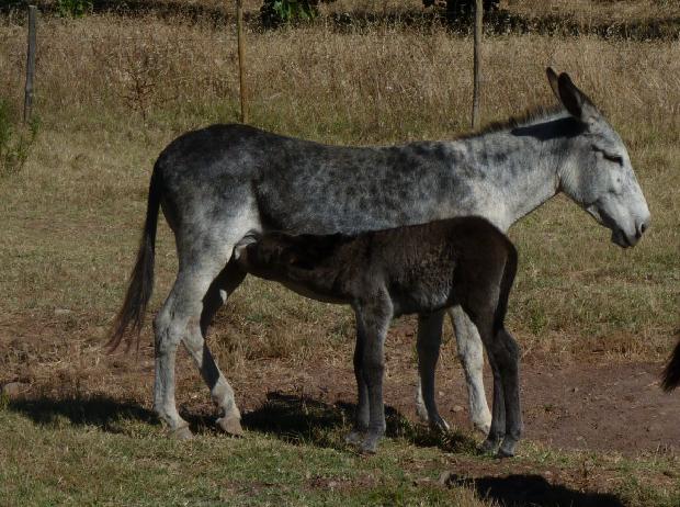 Burros