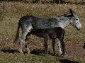 Burros