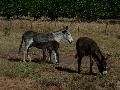 Burros