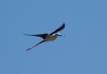 Aves