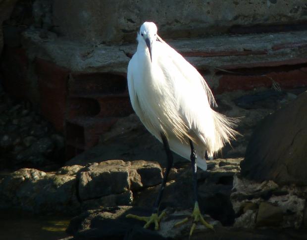 Garça-branca-pequena