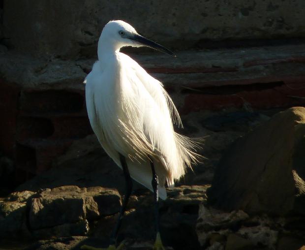 Garça-branca-pequena