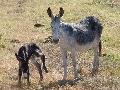 Burros