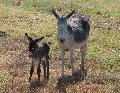 Burros