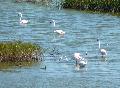 Flamingos