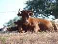 Vacas