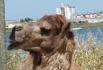 Camelídeos