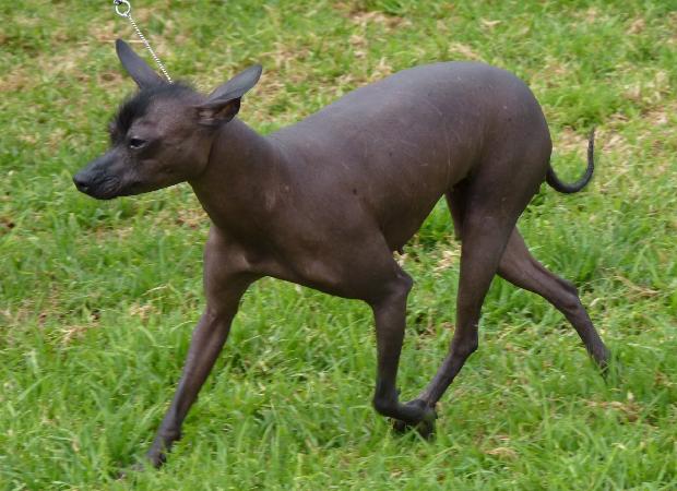 Cão Sem Pêlo do México