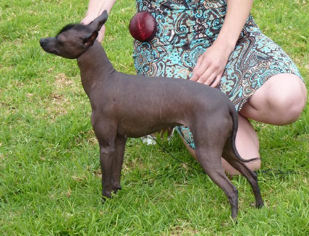 Cão Sem Pêlo do México