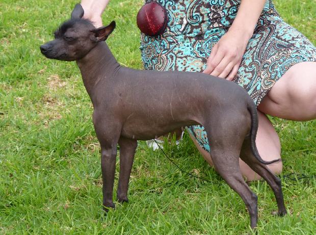 Cão Sem Pêlo do México