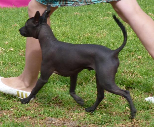 Cão Sem Pêlo do México
