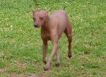 Cães