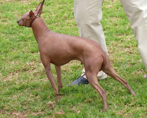Cão Sem Pêlo do Perú