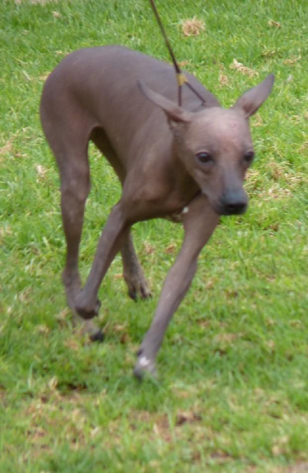Cão Sem Pêlo do Perú