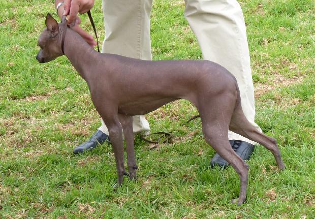 Cão Sem Pêlo do Perú