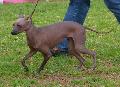Cão Sem Pêlo do Perú