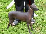 Cães