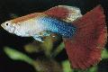 Guppy
